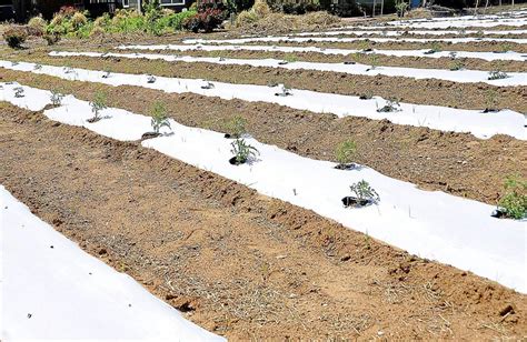 white plastic mulch